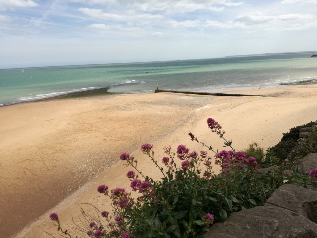 Ramsgate beach viewed from above with Alexanders in the foreground on the Pulhamite stones