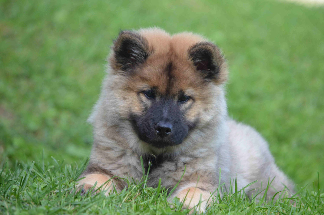 Eurasier Welpen Schweiz - Eurasier Welpen Schweiz