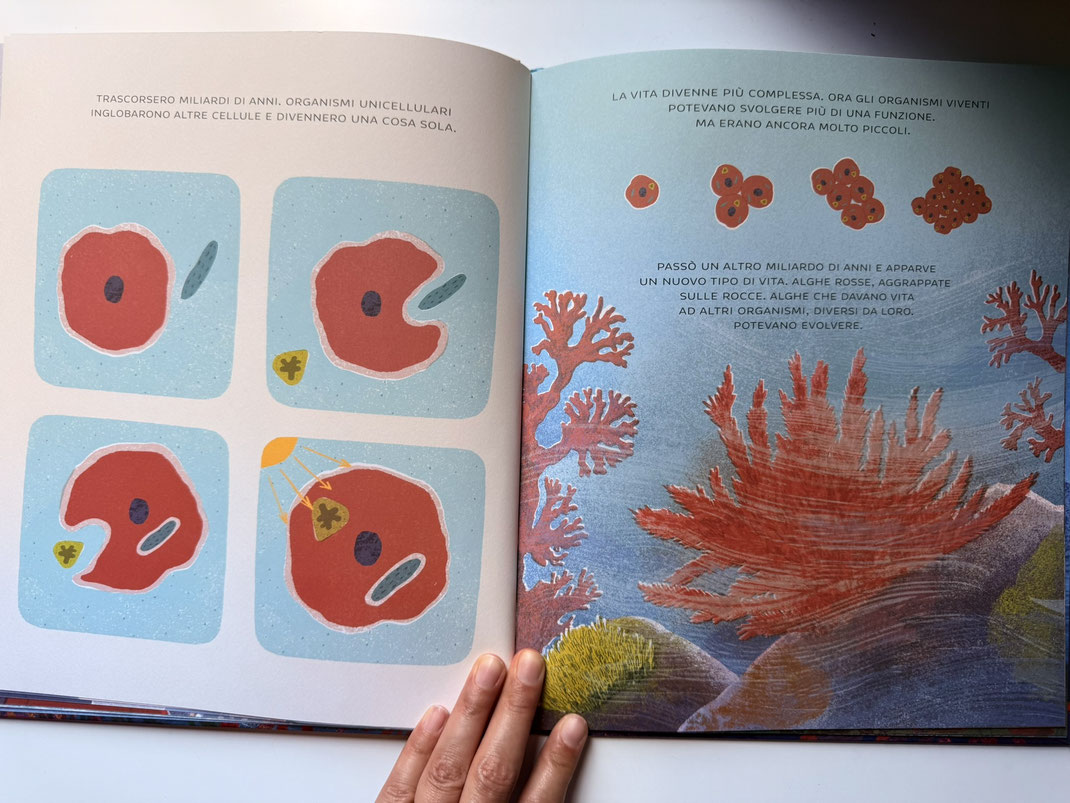 Illustrazione di organismi unicellulari di Carolina Rabei, testo di Sally Nicholls, albo illustrato "Per fare un oceano"