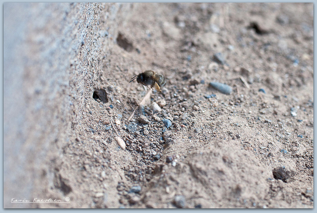 Andrena,  Sandbiene, Bodenbrüter, Offener Boden, Brutgänge, Insekten, Wildbienen #WirhelfenBienen