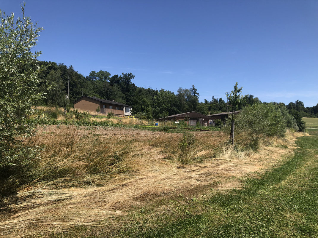 Glück Hof Baden Baldegg, Der Hof