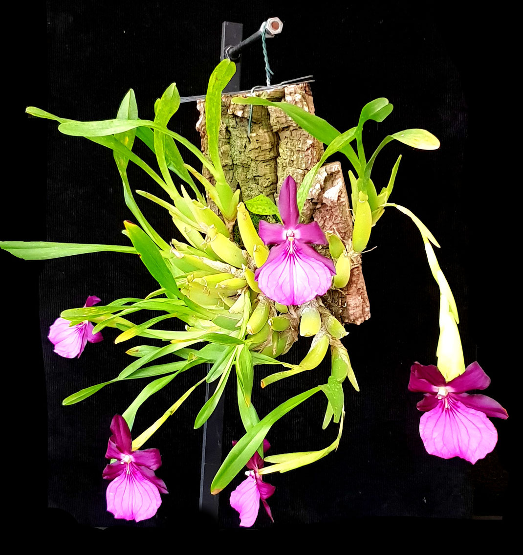Table Show Winner Miltonia moreliana by Neville Dunn