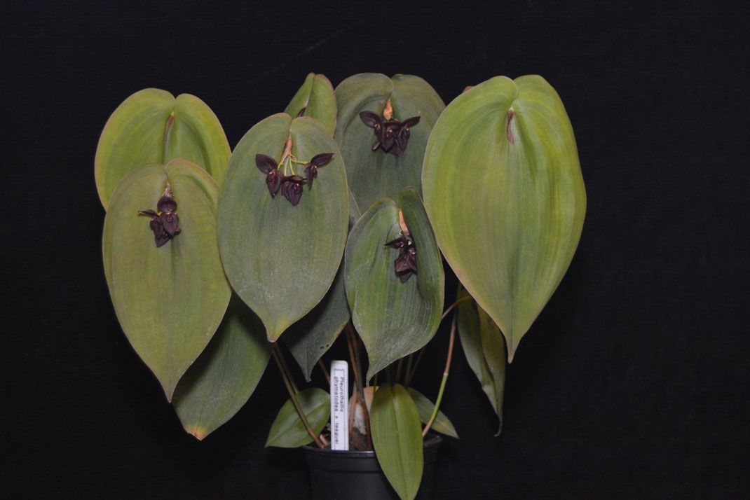 Pleurothallis phymatodea x leaguei