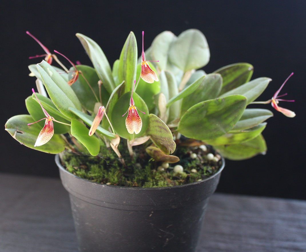 Restrepia lansbergii by Sally Mill is table Show Winner in September 2019