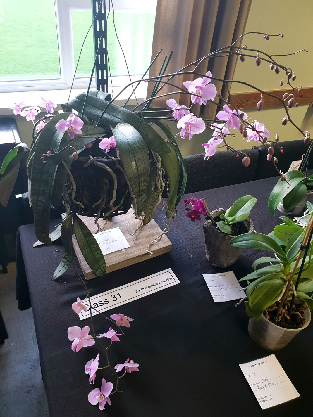 Phalaenopsis schilleriana by Bob Heddle is Table show winner for December 2018