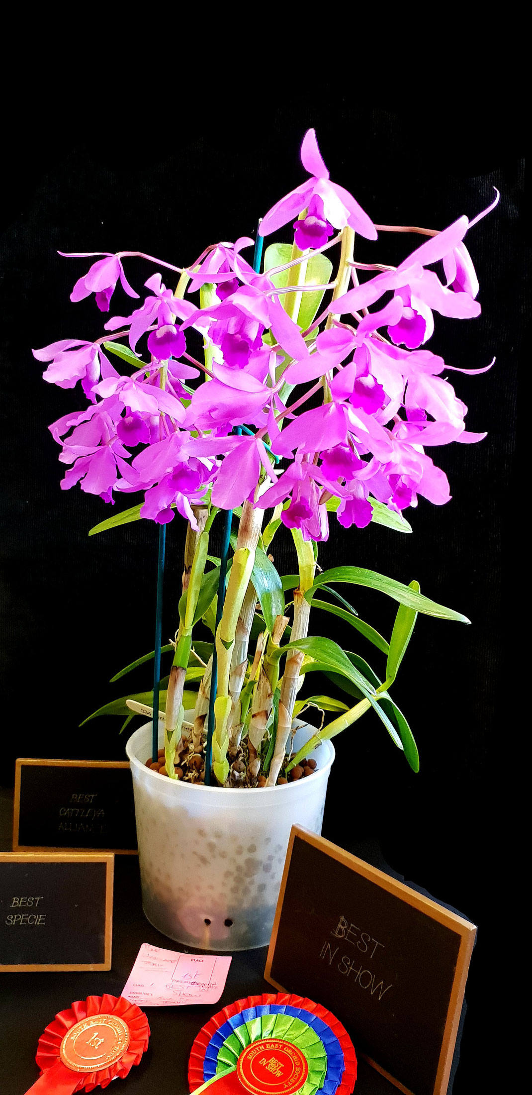 Best in Show, Best Spiee, Best Cattleya for Baxter Hendersons Cattleya bowringiana at our Autumn Show 2018 South East Orchid Society