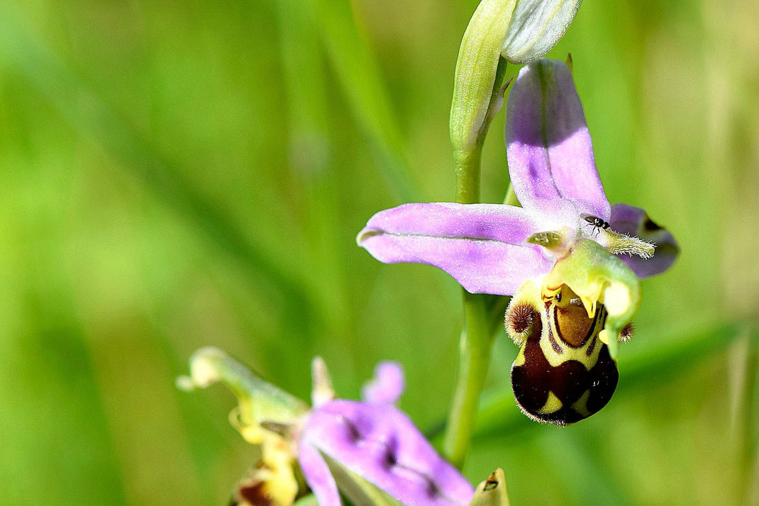 South East Orchid Society Bee Orchids