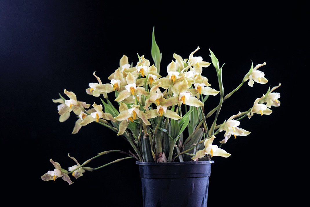 Lycaste deppii