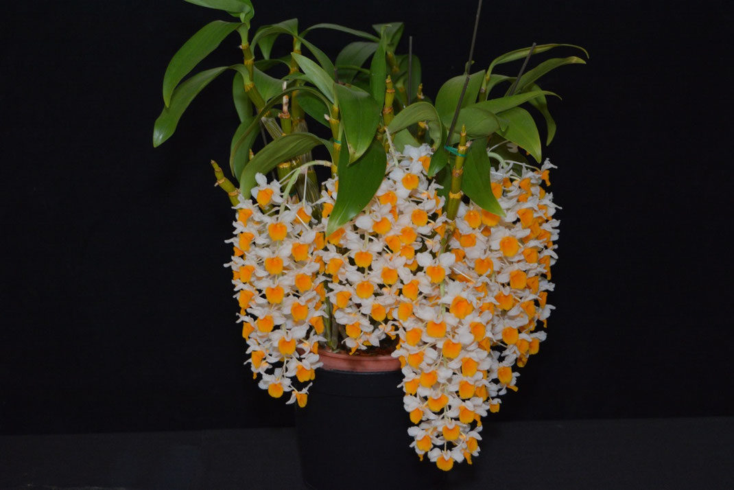 Dendrobium thrysiflorum