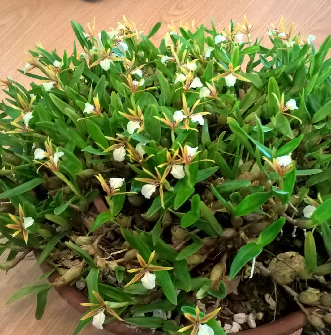 Dinema polybulbon by Sally Mill February Meeting 2019 at South East Orchid Society