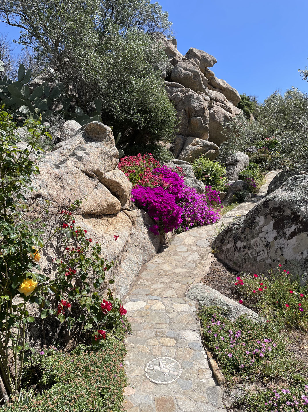 Bougainville im Garten Stazzu Rifugio mit Felsformation