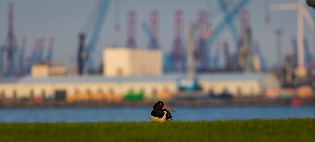 Hamburg Hafen Austernfischer Hafencity