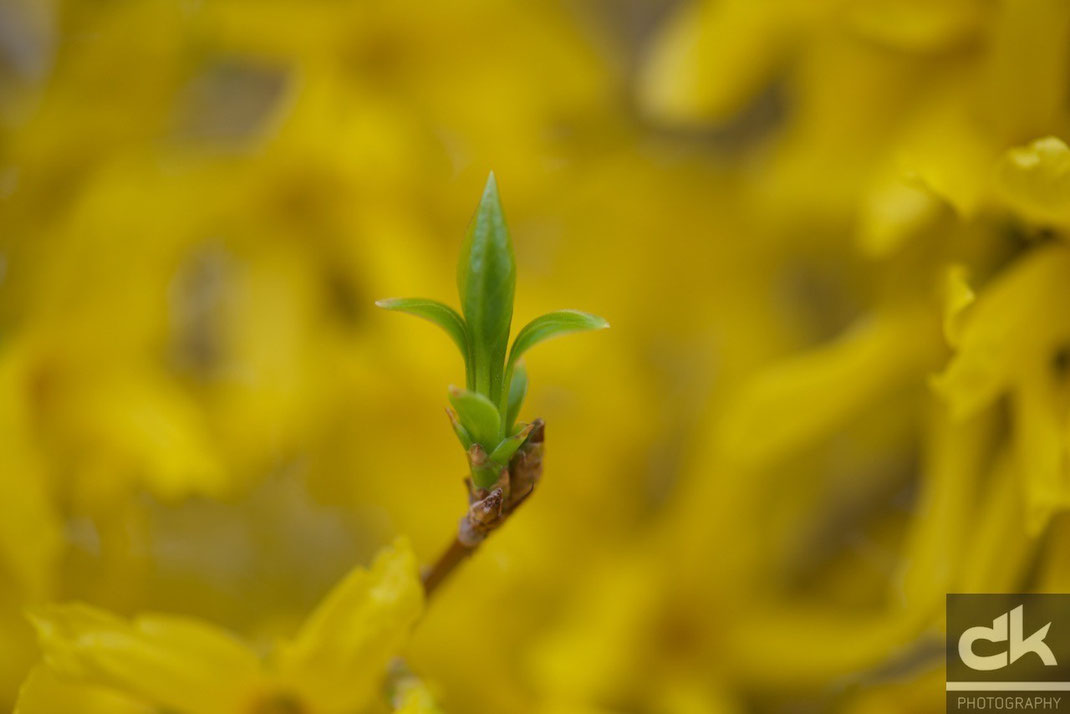Forsythie - der Goldflieder