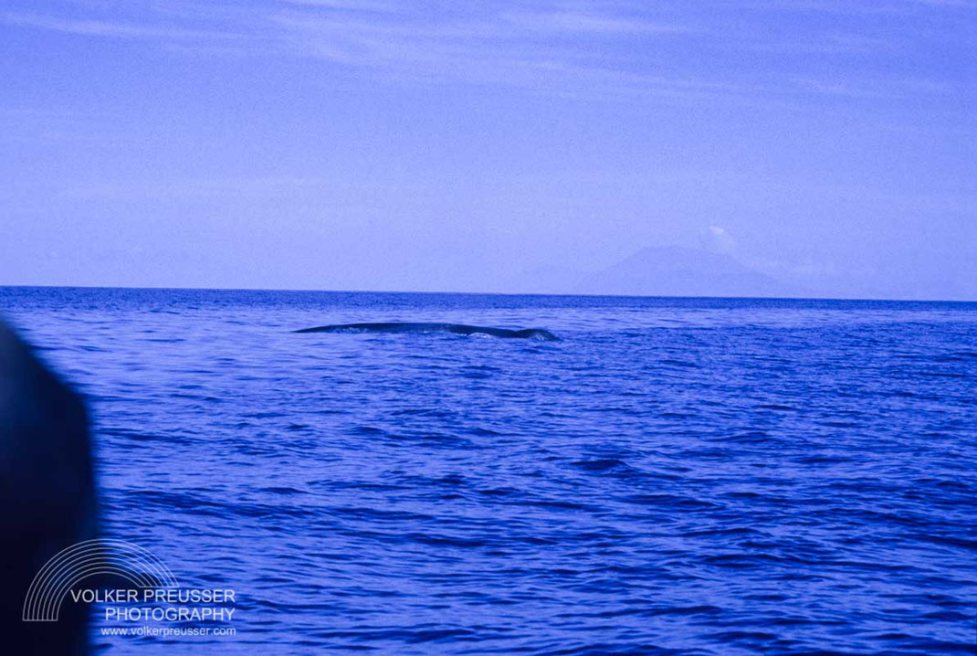 Der Blauwal passiert das Boot, beobachtet von den Fischern.