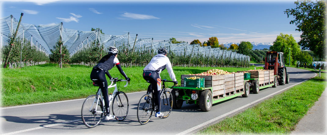 Reiche Ernte - in Immenstaad und Kippenhausen
