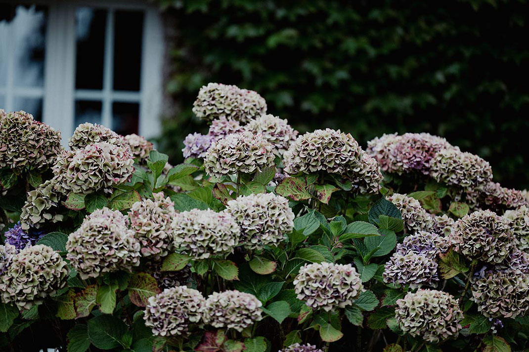 Vor einem efeubedeckten Haus blühen die Hortensien. 