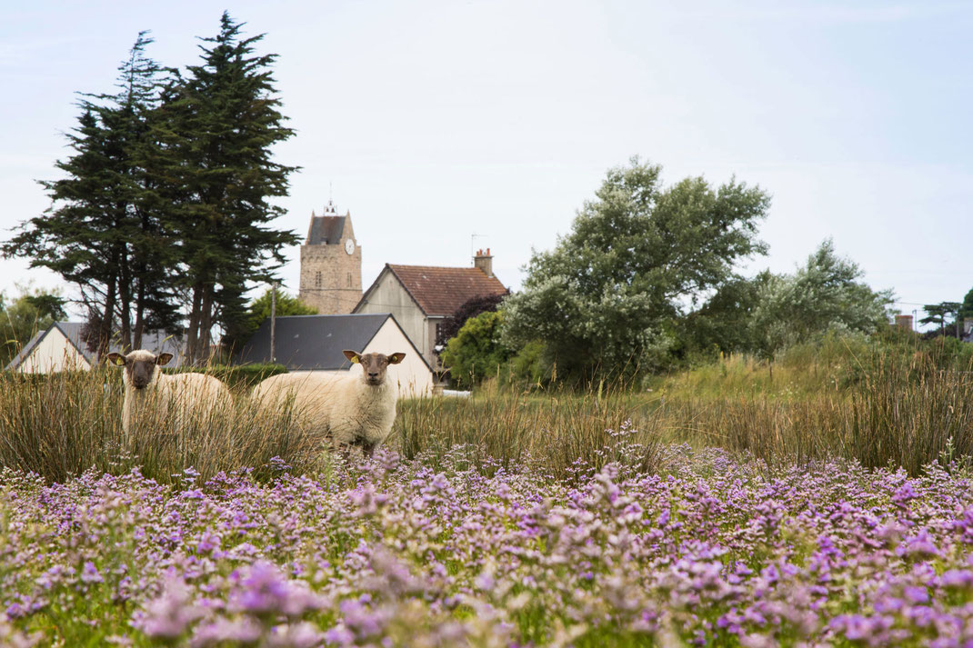 Schafe im Havre von Saint-Germain-sur-Ay, Urlaub mit Hund in der Normandie