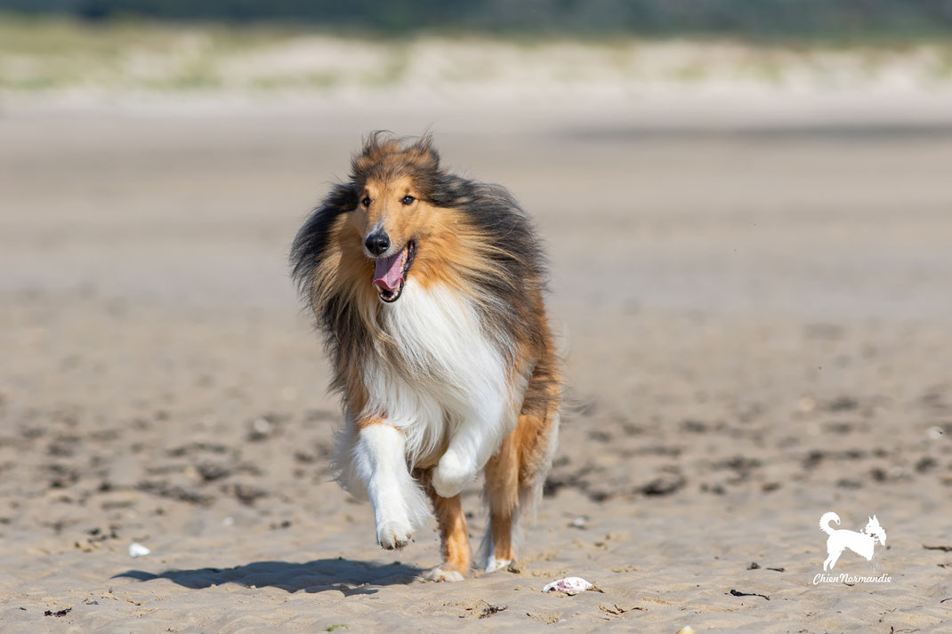 Ein Collie rennt an einem Sandstrand in der Normandie.
