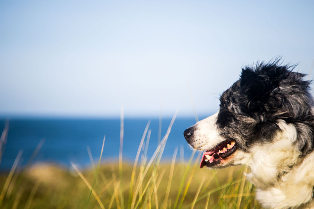 Idgie, Border Collie, in den Dünen von Hatainville