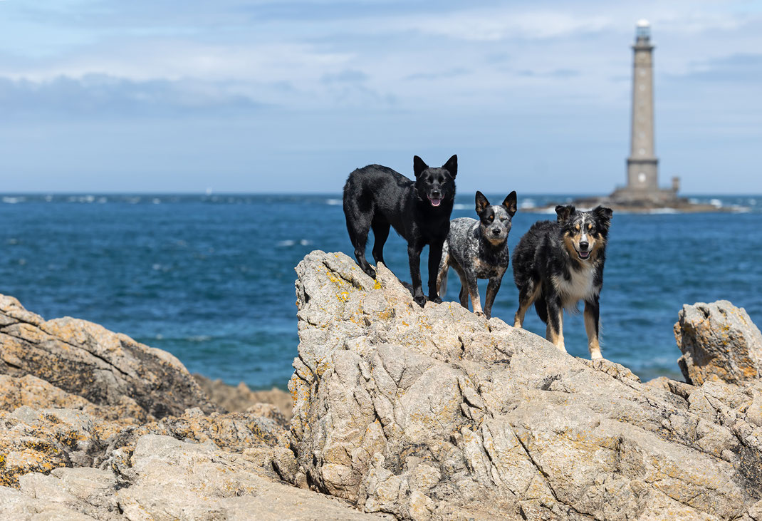 Drei Hunde stehen vor dem Leuchtturm in Goury in der Normandie. 