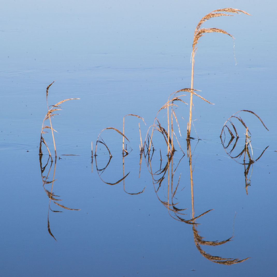 Mein bestes, schönstes Foto im ersten Halbjahr 2018: Schilfgras in den überflutenten Sümpfen des Cotentin.