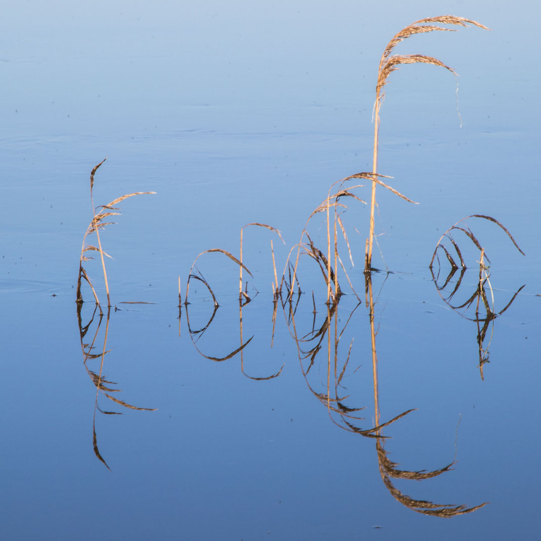 Schilfgras spiegelt sich in der Wasseroberfläche der Marais du Cotentin.