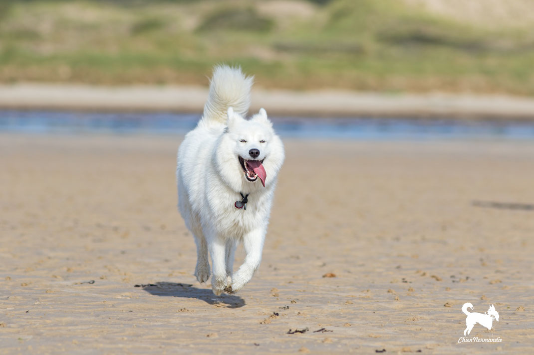 Ein weißer Hund rennt über den Strand von Hatainville iin der Manche/Normandie