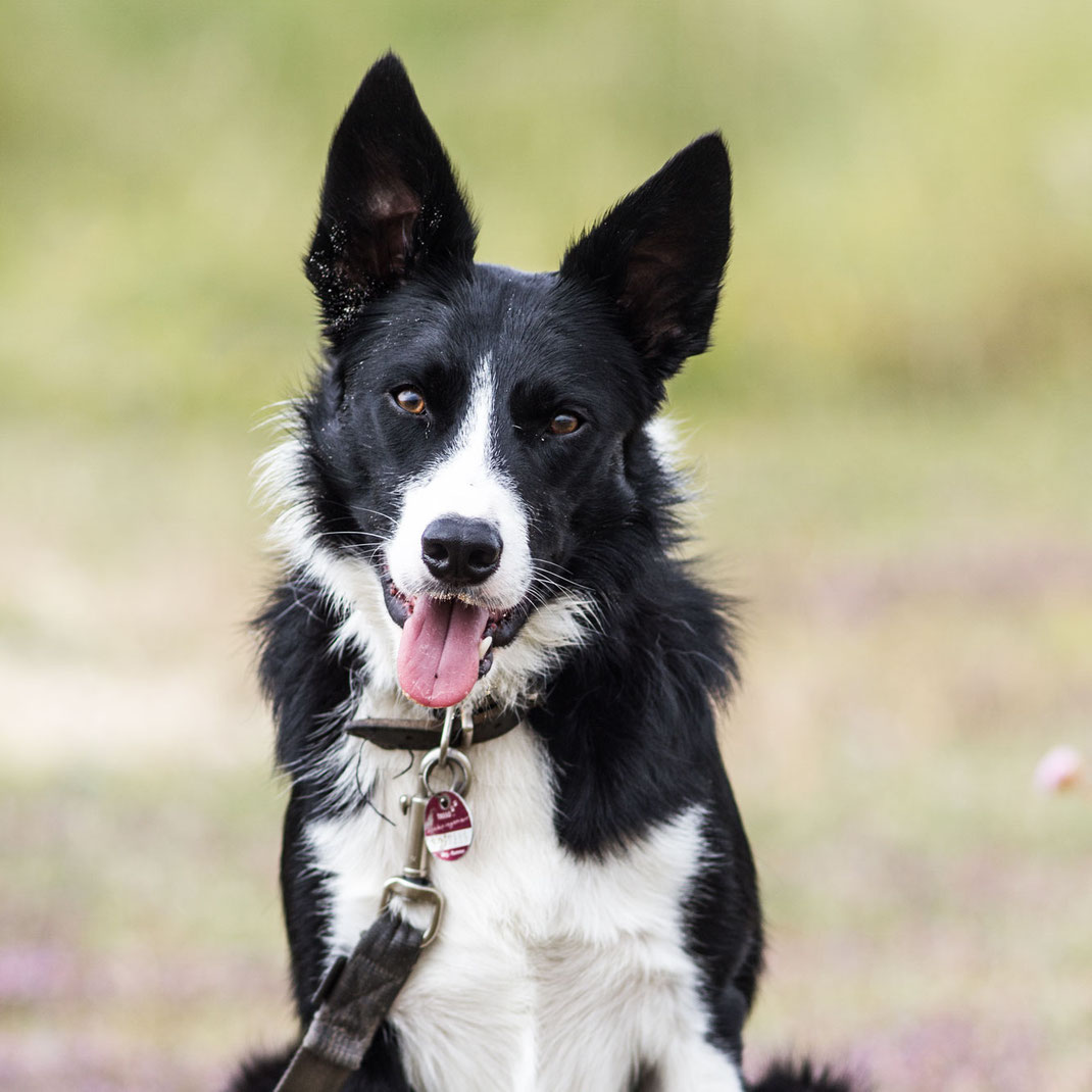 Urlaub mit Hund Normandie, Hundeurlaub, Cotentin, Strand, Hund erlaubt