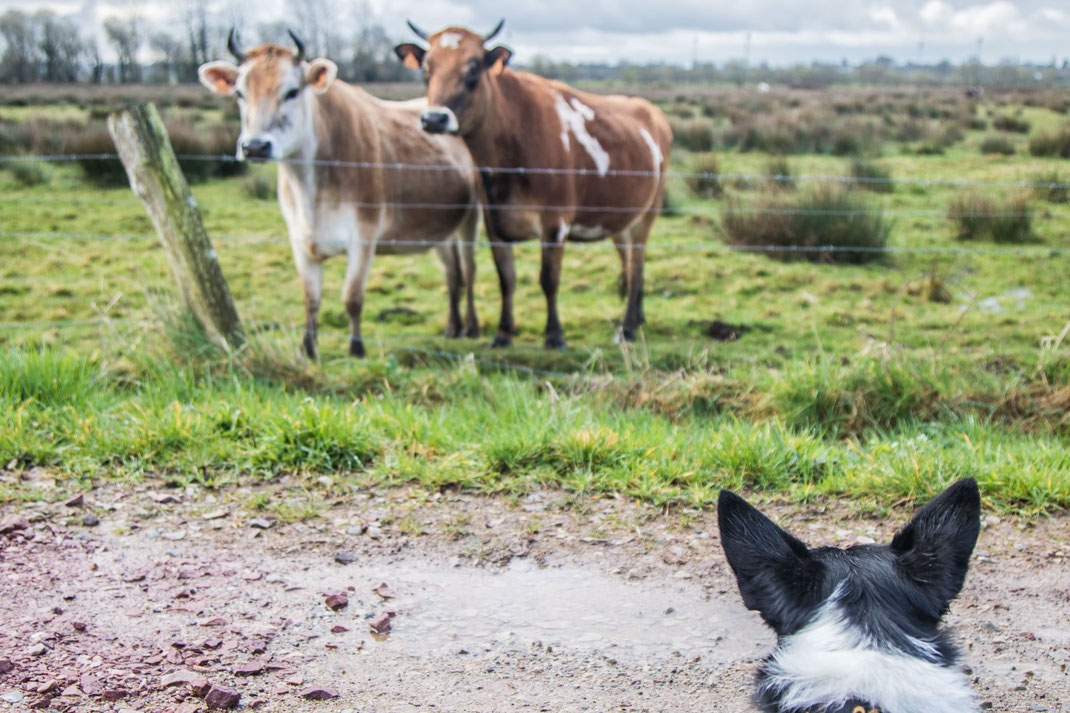 Ein Border Collie beobachtet Kühe auf der Weide in der Normandie.