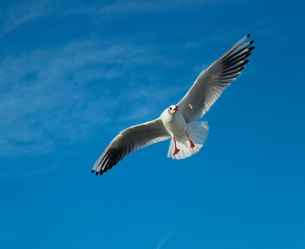 Eine Möwe vor blauem Himmel