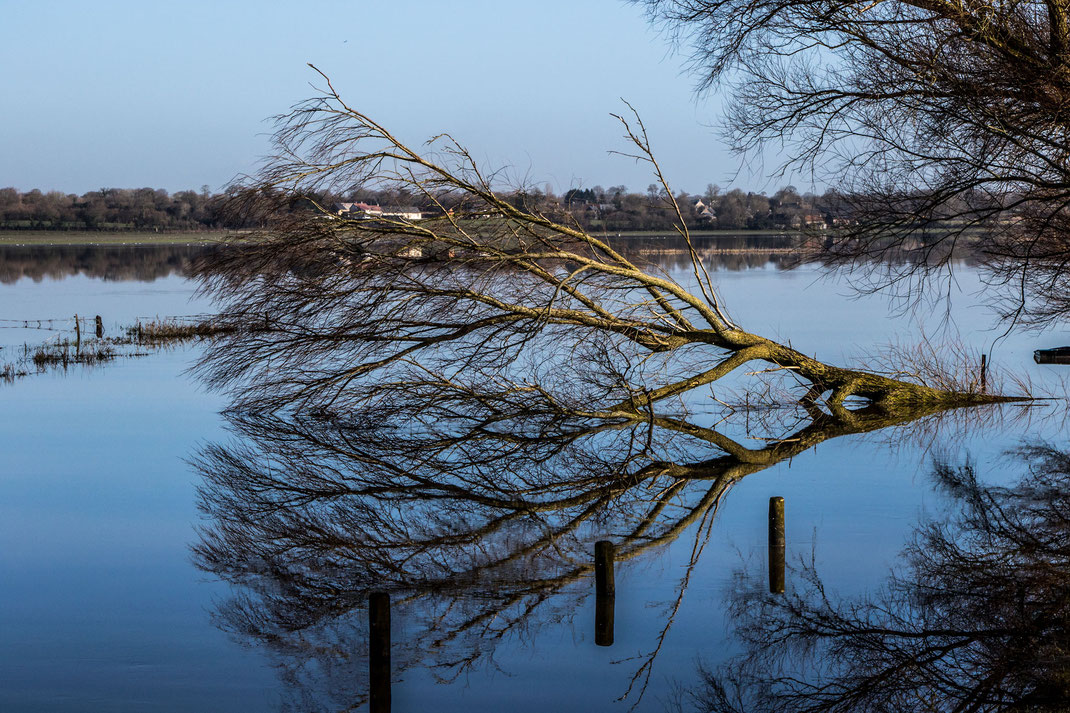 Ein umgestürzter Baum liegt in den Marais du Cotentin im Wasser. 