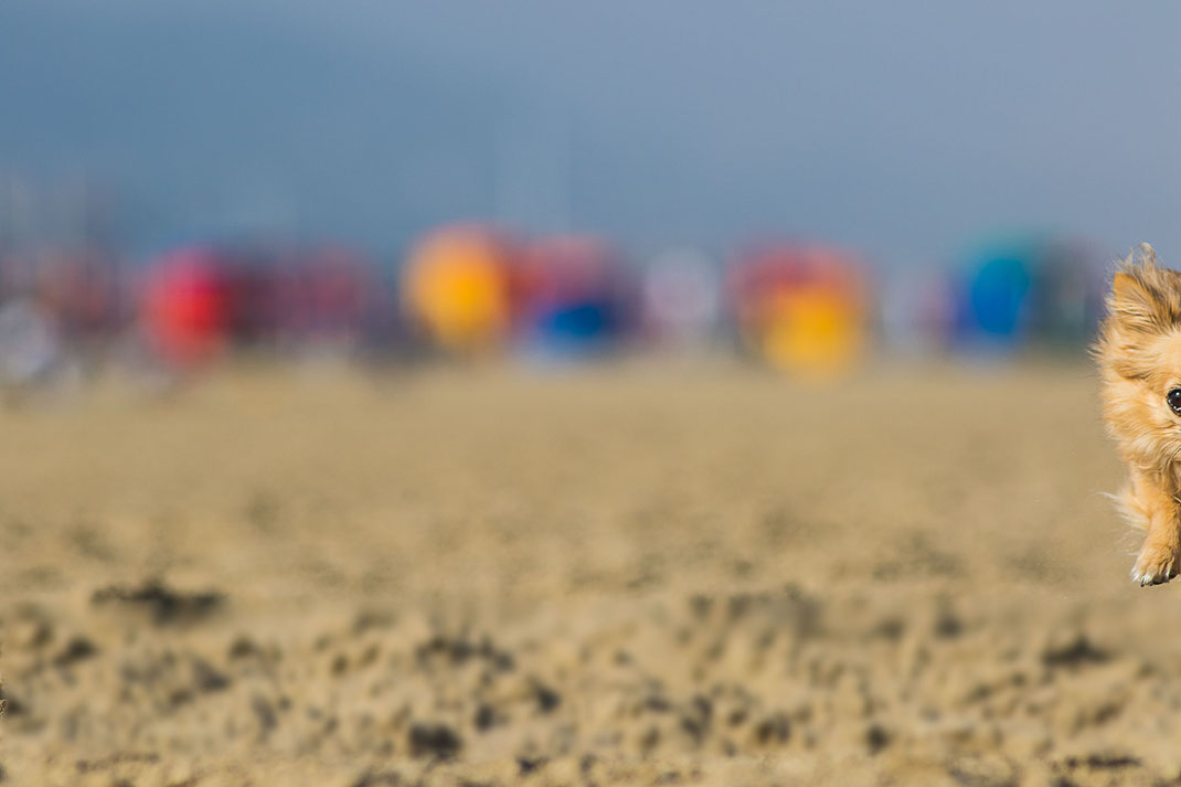 Total missglückt – aber witzig: Coco am Strand von Deauville.