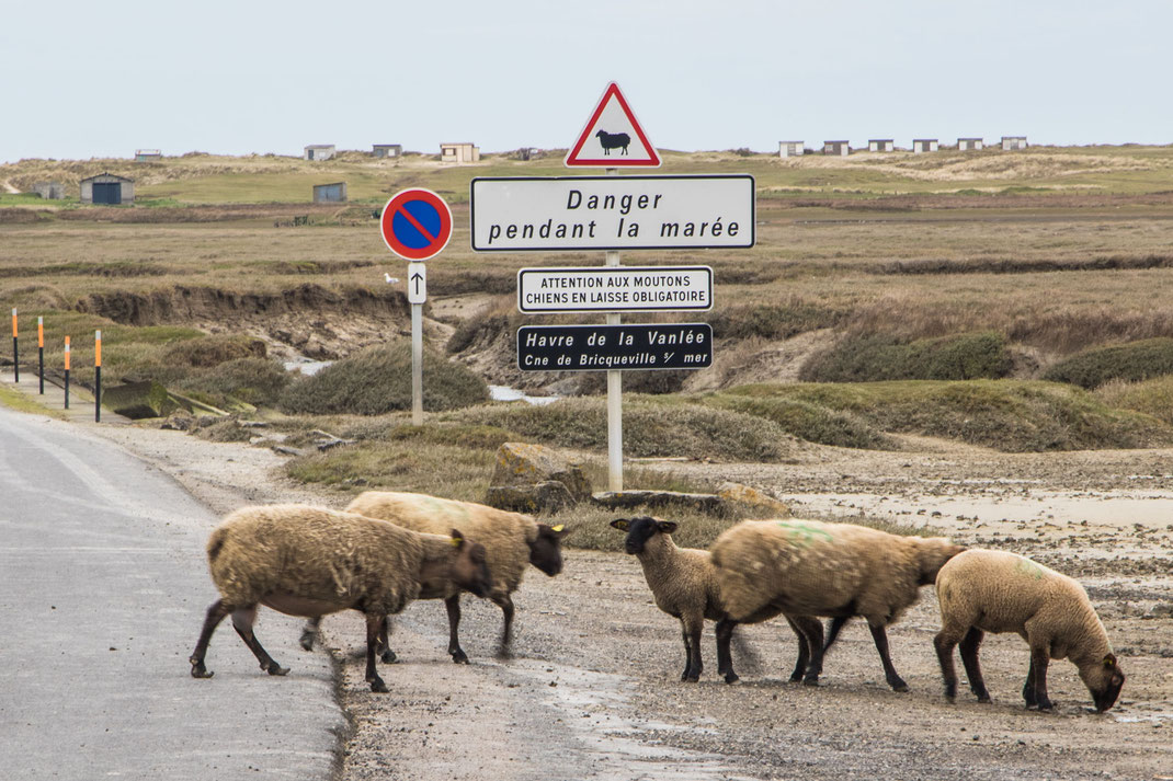 Schafe überqueren im Havre de la Vanlée die Straße
