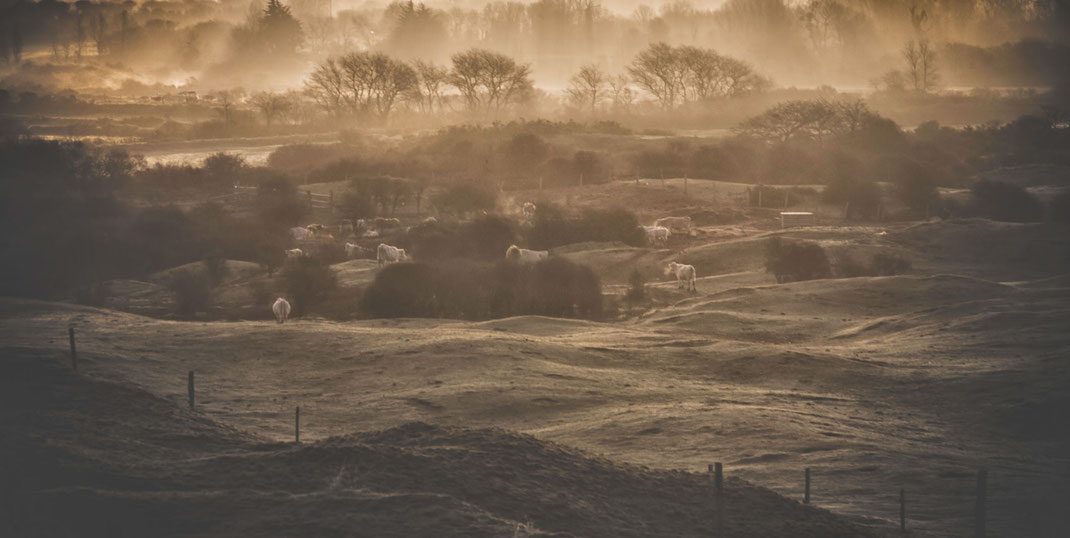 Kühe grasen auf einer weide in den Lindbergh Dünen auf dem Cotentin in der Normandie.