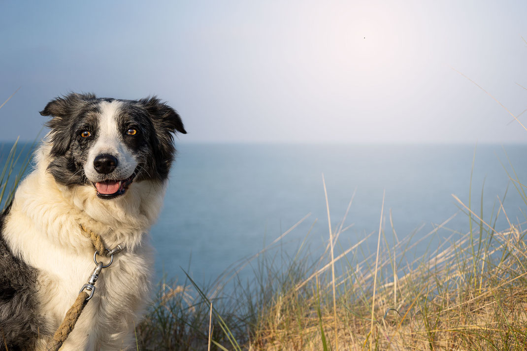 Ein Border Collie sitzt in den Dünen von Pirou in der Normandie, im Hintergrund ist das Meer zu sehen.