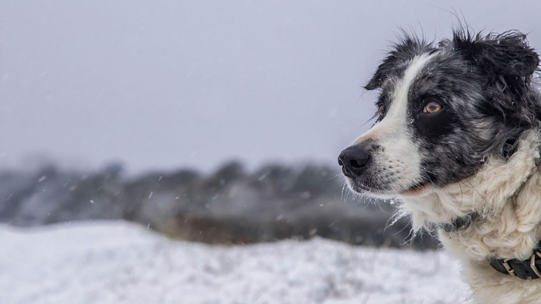 Ein Border Collie im Schnee im Havre von Saint-Germain-sur-Ay.