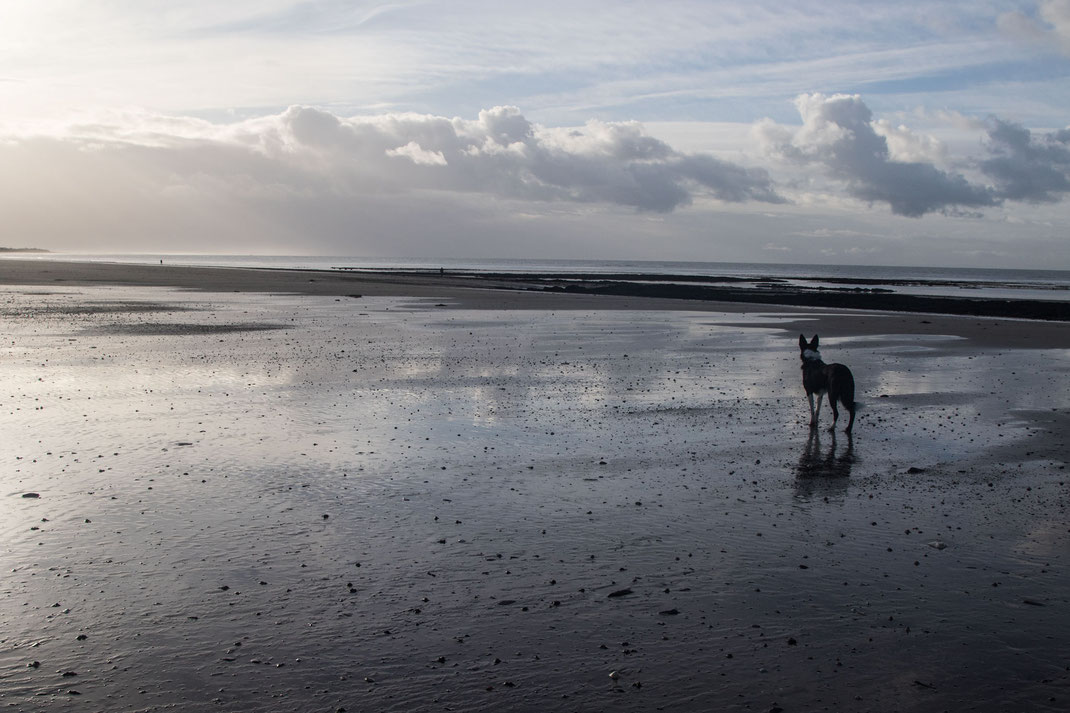 Urlaub mit Hund in der Normandie, Hundeurlaub, Cotentin, Strand, Hund