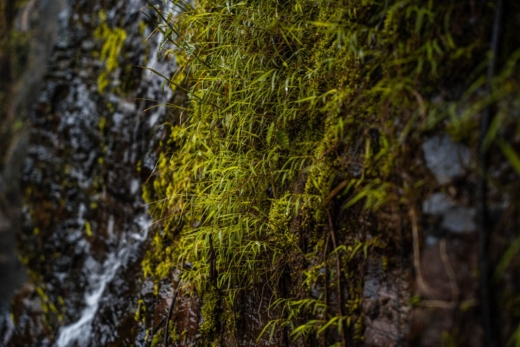 Close-up of the moss-covered wall at Kaeng Nyui waterfall.