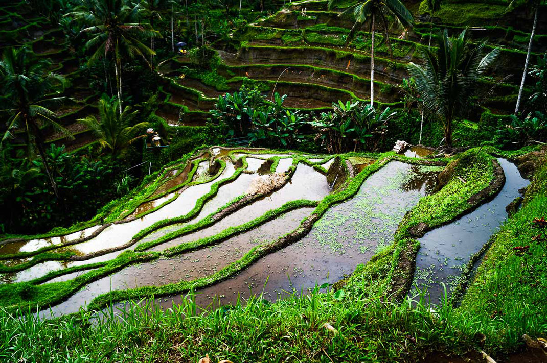 Grüne, mit Wasser gefüllte Tegalalang Reisterrassen.