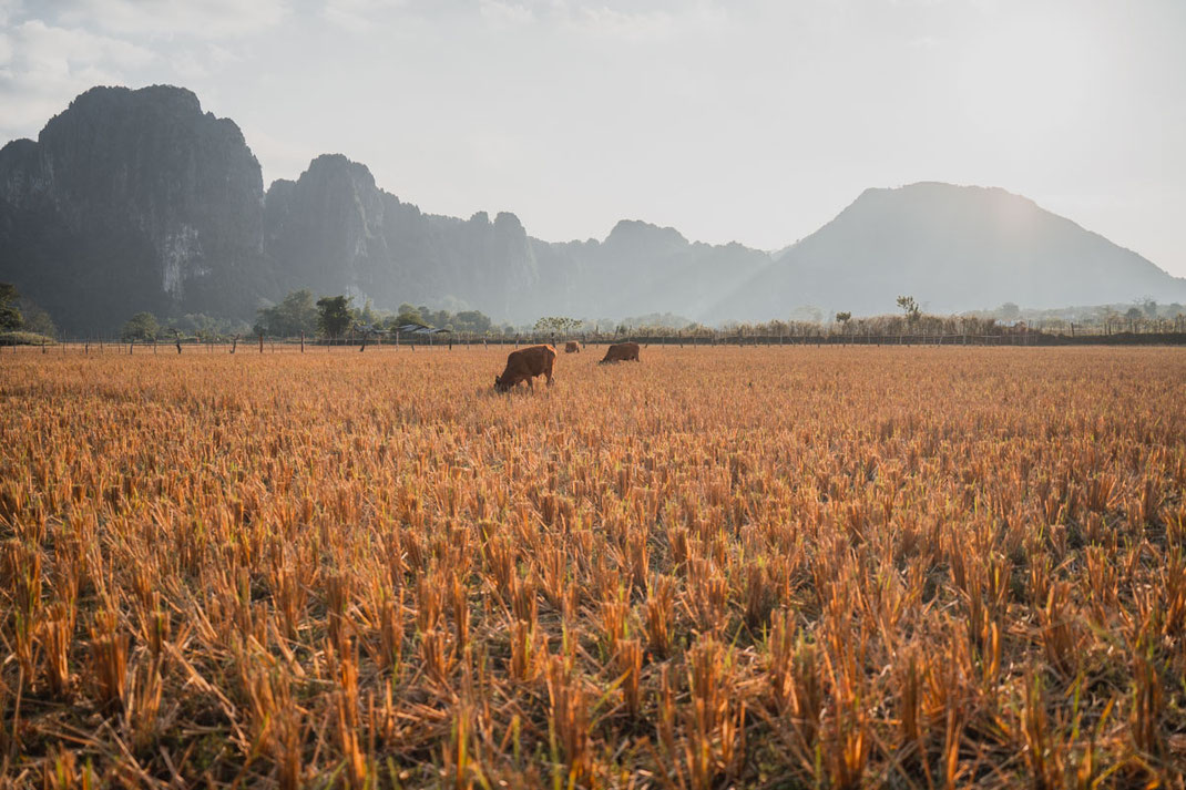 Des vaches paissent dans les rizières moissonnées de Vang Vieng.