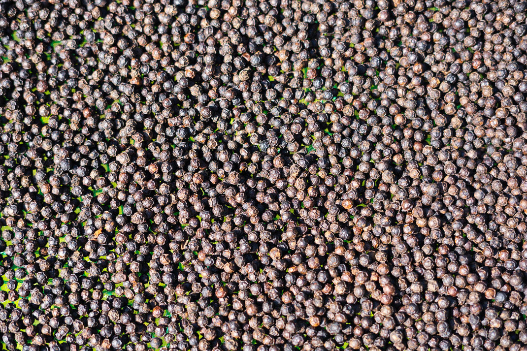 Close-up of black peppercorns in Kampot city.