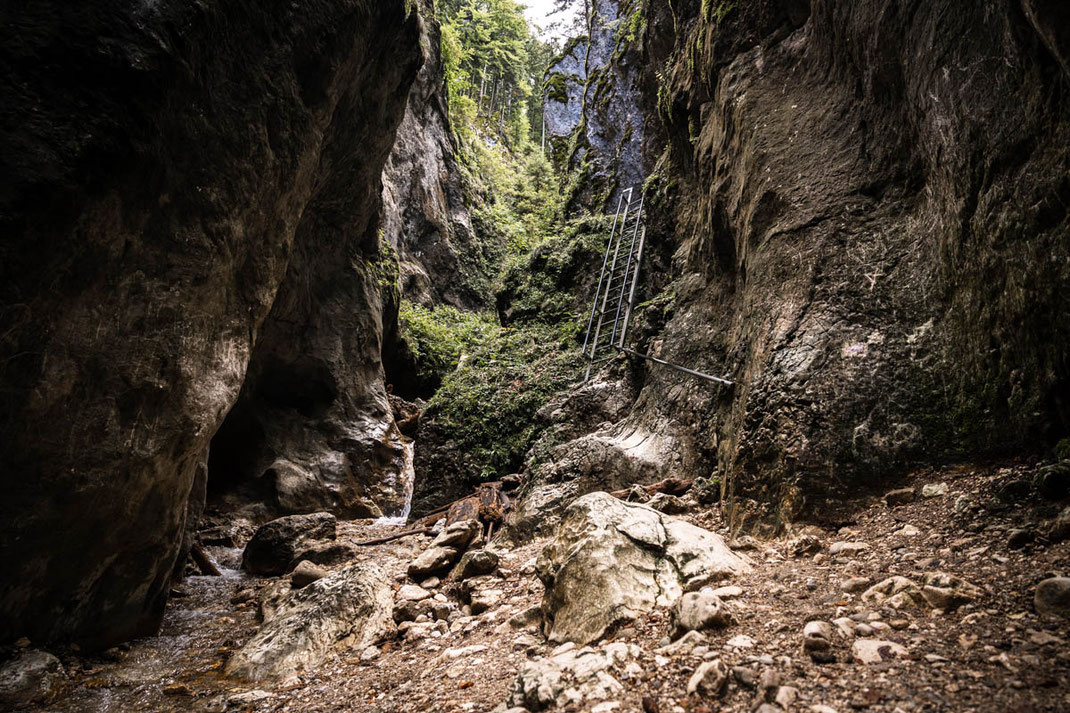 Der schmale 7-Leitern-Canyon in Rumänien ist teilweise mit dichtem Grün überwachsen.