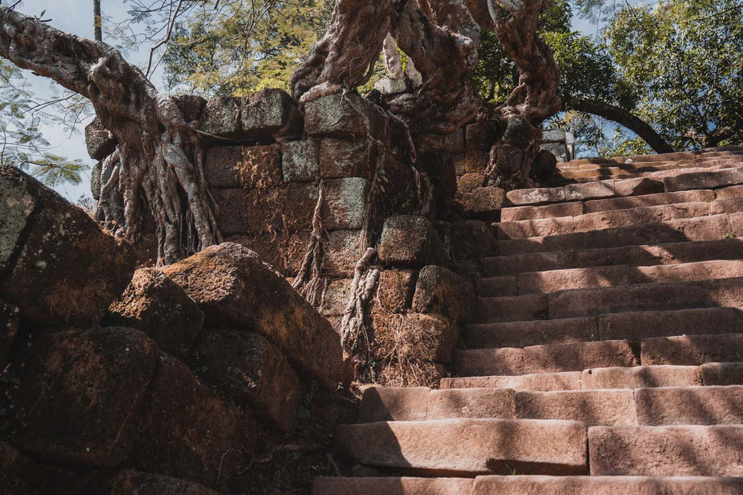 Un arbre et ses racines engloutissent l'escalier qui mène au Vat Phou.