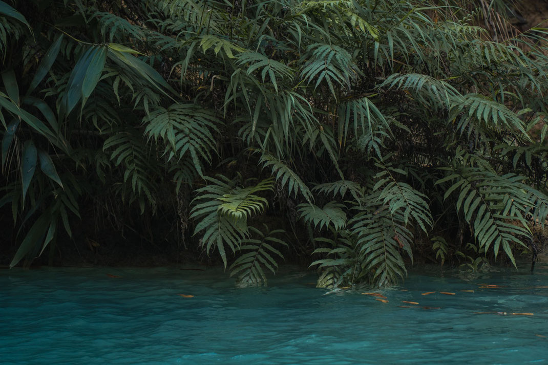 Green plant leaves hang in the turquoise shining water of Tat Kuang Si waterfall.