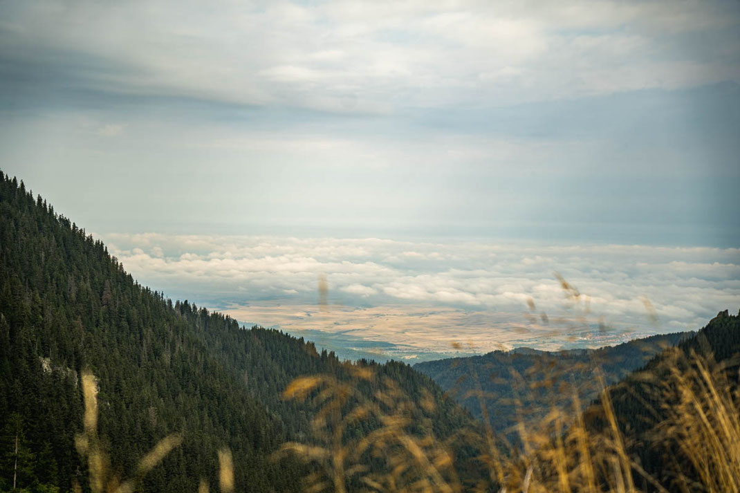 Dichter Wald mit einen herrlichen Ausblick auf das flache Land in Rumänien.