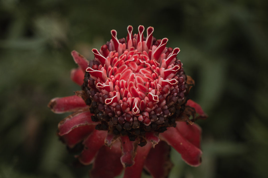 Close-up of a red flower at Tat Kuang Si waterfall.