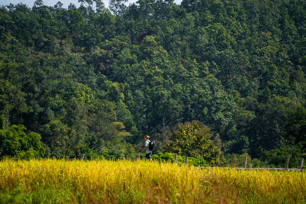 緑のTシャツを着た男が田んぼの畦を歩いている。