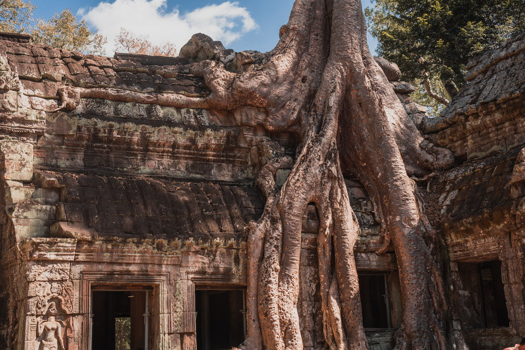 Enormes raíces cubren las paredes de Ta Phrom.