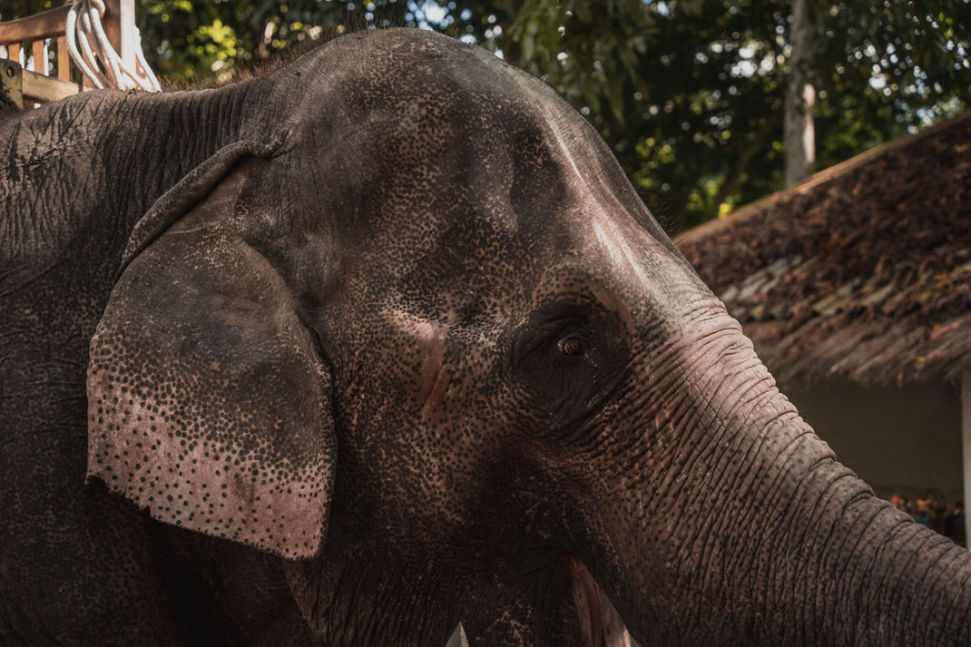 Primer plano de un elefante en el Green Jungle Park de Laos.