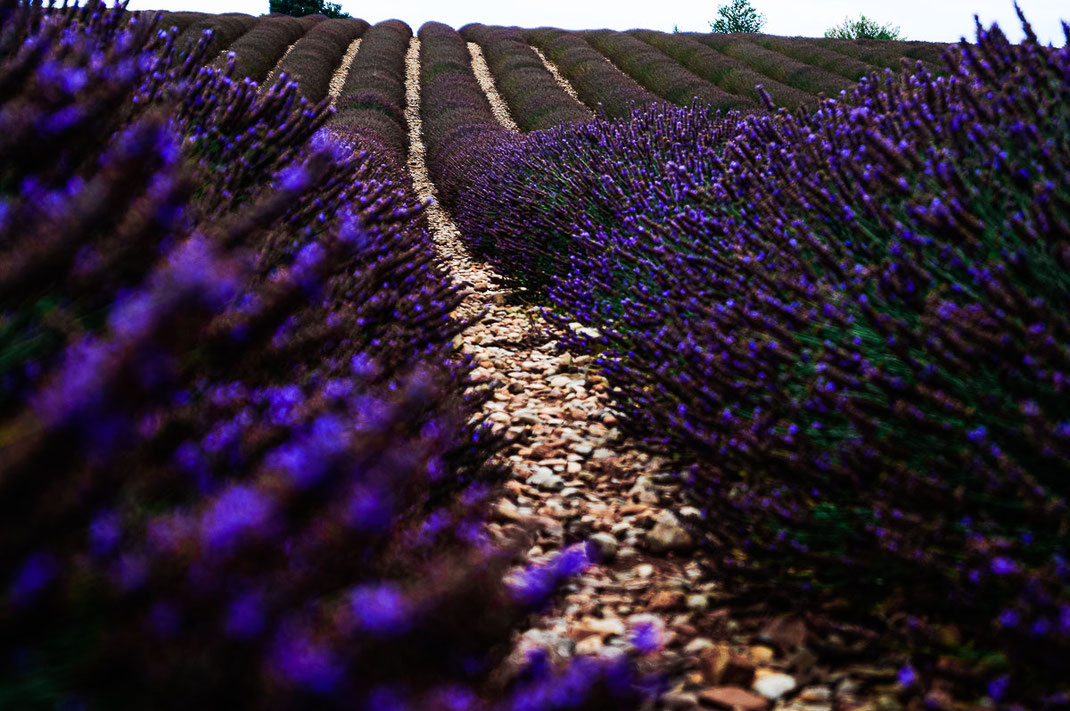 Blühende Lavendelfelder in Frankreich.